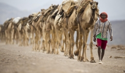 Xem lữ đoàn lạc đà chuyển muối trên sa mạc nóng bỏng nhất thế giới