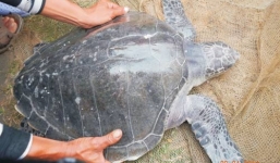 Thừa Thiên Huế: Phát hiện rùa biển quý hiếm nằm trong Sách đỏ Việt Nam