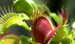 Cận cảnh vẻ gợi cảm chết người của những loài thực vật ăn thịt