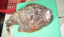 Cá “mặt quỷ” đâm ngư dân suýt chết