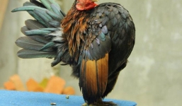 Trăm triệu đồng một con gà vương giả cao bằng gang tay