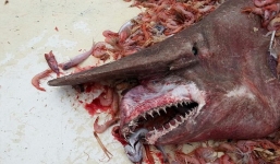 Ngư dân Mỹ bắt được cá mập yêu tinh dài 5m