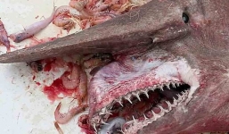 Bắt được cá mập yêu tinh nguy hiểm cực kỳ hiếm