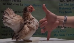  Chơi gà vương giả giá trăm triệu