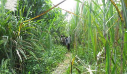 Rủ đi uống cà phê không được, kéo thiếu nữ vào rẫy hiếp dâm