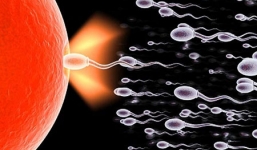 Nghiên cứu thành công tạo tinh trùng từ...da người