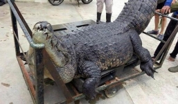 Điều tra cái chết bí ẩn của cá sấu khổng lồ