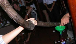 Chóng mặt với đủ món 'đặc sản' cường dương