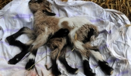 Kinh ngạc chú dê có 8 chân và hai bộ phận sinh dục khác biệt 