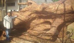 Trả giá 2 tỷ, chủ nhân gốc bàng 700 tuổi vẫn không xiêu lòng.