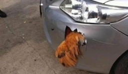 Trung Quốc: Xe hơi bị gà đâm thủng đầu vì xài phụ tùng 'rởm'