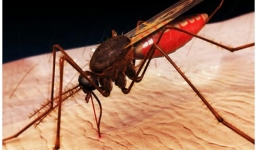 Loài động vật nào nguy hiểm nhất trên Trái Đất?