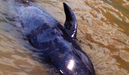 Cá voi dài hơn 2m dạt vào bờ biển Quảng Bình