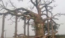 Giải oan cho 'cây thiêng giết người' sống hàng ngàn năm