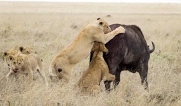 Trâu rừng đơn độc thoát chết ngoạn mục trước bầy sư tử
