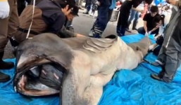 Bắt được 'quái vật' cá mập ngoài hành tinh hiếm có