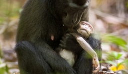 Rơi nước mắt hình ảnh khỉ mẹ nhiều ngày ngồi ôm xác khỉ con