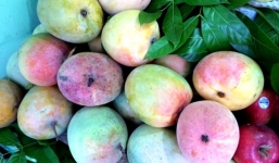 Sự thật về xuất xứ loại xoài đỏ au bị nghi là xoài Trung Quốc