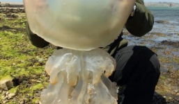 Sứa khổng lồ dạt vào bờ biển