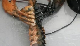 Bắt được tôm hùm có hai màu dị thường