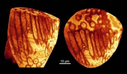 Phát hiện tinh trùng khổng lồ, cổ xưa nhất