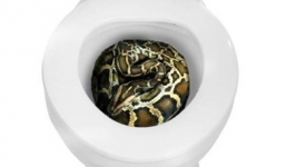 Hoảng hồn trăn dài 2m chui ra từ bồn cầu hung hãn cắn chủ nhà