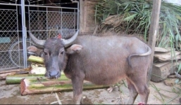 Hy hữu vụ án 'trâu đi thẩm mỹ viện'