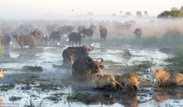 Cận cảnh trâu rừng hung hăng chiến đấu với sư tử bảo vệ con