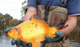 Choáng với đàn cá vàng khổng lồ dài tới 40 cm
