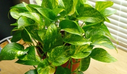 Mẹo nhỏ giúp làm mát nhà ngày nóng mà không cần điều hoà