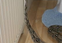 Lại thêm trăn khổng lồ gần 4 mét quấn trong nhà vệ sinh