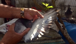 Ngư dân Lý Sơn bắt được chim bồ câu ở Hoàng Sa mang ký tự lạ