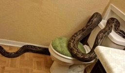 Phát hoảng gặp 'quái trăn' khổng lồ quấn trong nhà tắm