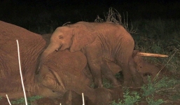 Cảm động hình ảnh chú voi con không chịu rời nửa bước canh xác mẹ trong đêm