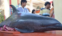 Xác cá voi dài 2m, nặng 100kg dạt vào bờ biển Lý Sơn