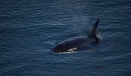 Bắt gặp thủy quái trăm tuổi sống lâu nhất thế giới