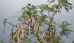 Bí ẩn “siêu trà” từ đỉnh Himalaya giúp cả hai giới “yêu” không biết mệt