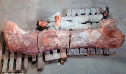 Cận cảnh khai quật xương hóa thạch khủng long khổng lồ nặng 77 tấn