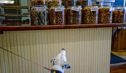 Mỹ: 1000 con chó chết vì thức ăn sản xuất từ Trung Quốc