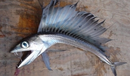 Bắt được cá lưỡi chắc nịch, răng nhọn hoắt dạt vào bờ