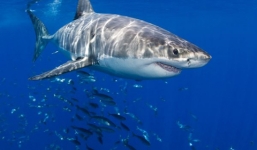 Cuộc chạm trán kinh hoàng với cá mập dưới đáy đại dương