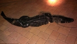 Phát hoảng thấy cá sấu dài 2,5m trong hồ bơi gia đình