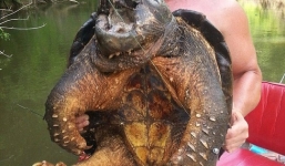 Bắt được 'quái vật' rùa cá sấu thời tiền sử nặng 45 kg