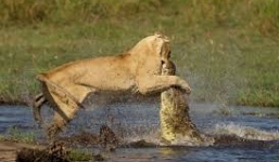Sư tử liều mình với cá sấu để bảo vệ con