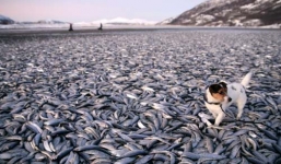 Xác cá chết trắng cảng biển ở Mỹ