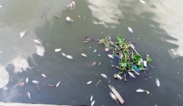 Cá chết nổi trắng kênh Nhiêu Lộc - Thị Nghè