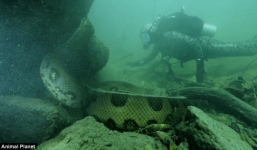 Kinh hoàng giây phút giáp mặt rắn khổng lồ ở đáy sông Amazon 