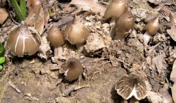 Hơn nửa triệu đồng 1kg nấm mối đầu mùa ở miền Tây