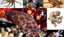 Cận cảnh loài bạch tuộc 'giết người' trong nháy mắt