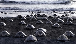  Hàng triệu con rùa đổ bộ lên bãi biển